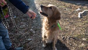 Ein Hund wird an die Leine genommen