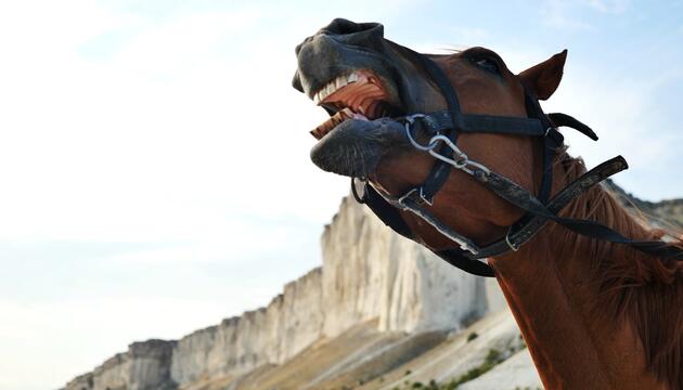Wie Pferde wiehern: Pfeifen und Singen zugleich