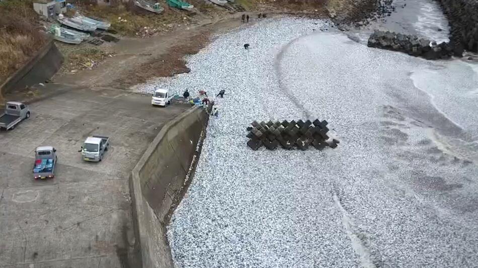 Fischsterben in Japan