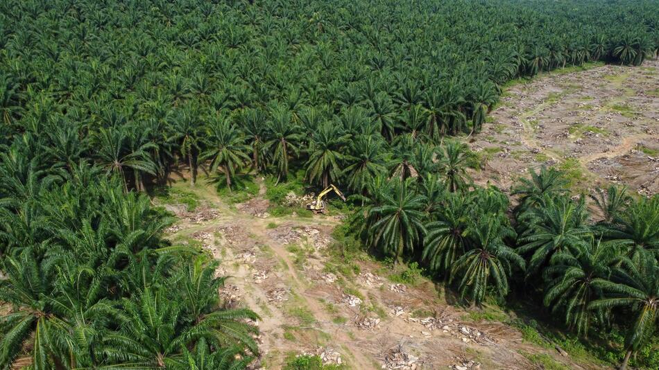 Abholzung im Amazonas