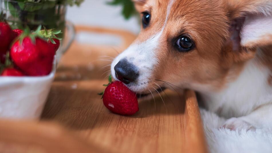 Hund mit Erdbeere