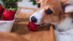 Hund mit Erdbeere