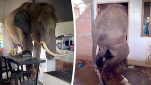 Ungebetener Gast: Elefant zwängt sich in die Küche eines Bauern in Thailand