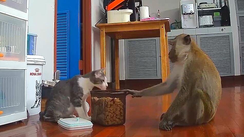 Rotzfrecher Affe: Makake bricht in Haus ein und stiehlt Katze das Futter