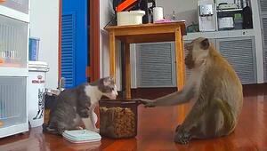 Rotzfrecher Affe: Makake bricht in Haus ein und stiehlt Katze das Futter