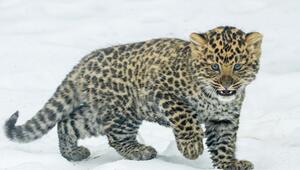++ HANDOUT ++ Der kleine Amurleopard ist zum Glück kälteangepasst