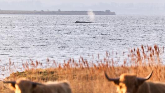 Buckelwal sitzt weiterhin vor Insel Poel fest