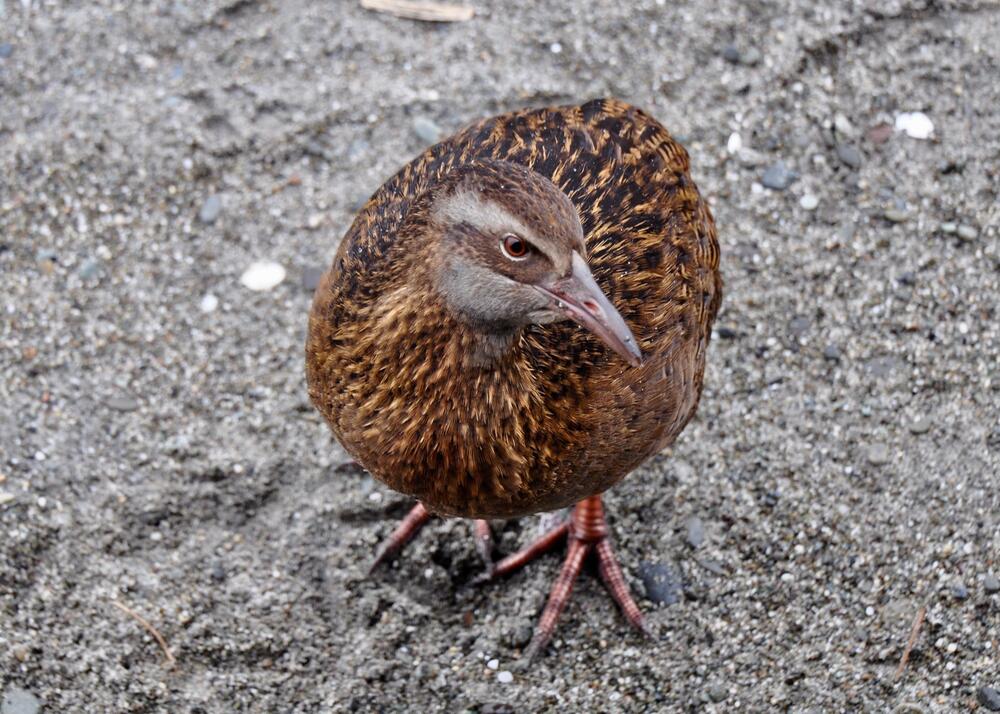 Weka, Wekaralle