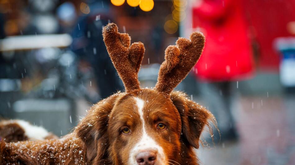 Ein Hund mit einem Plüsch-Geweih auf dem Kopf