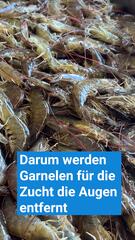 Die dunkle Wahrheit hinter der Garnelenzucht