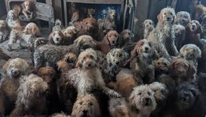 Mehr als 250 Pudel-Mischlinge in Großbritannien gerettet