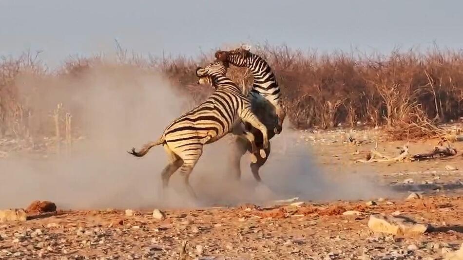 Giraffe schaut interessiert zu: Zebra-Männchen schenken sich nichts