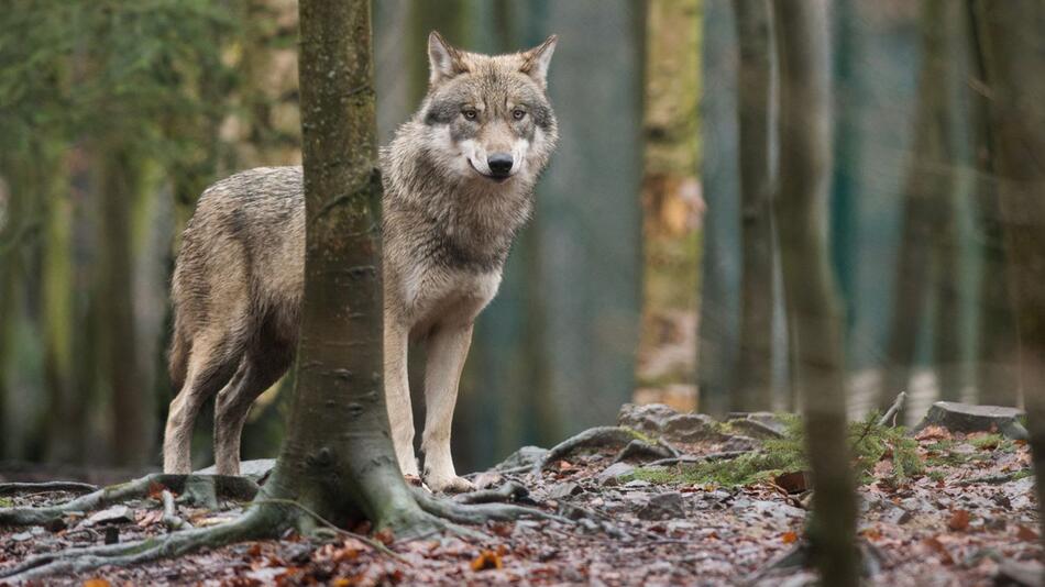 Wolf