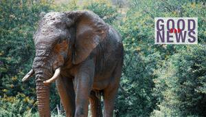 Ein Elefant mit schlammverschmutzter Haut steht vor dichtem, grünem Buschwerk mit gelben Blüten ...