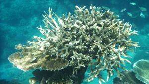 Korallenbleiche am Great Barrier Reef