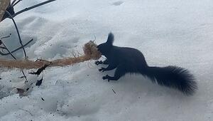 Für den Nestbau: Entschlossenes Eichhörnchen kämpft verbissen um Seil