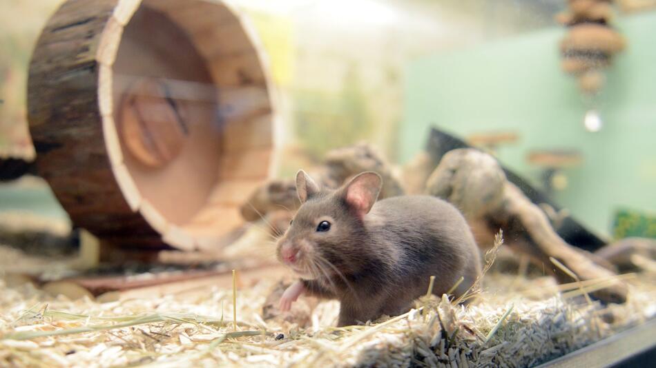 Goldhamster in einem Gehege einer Zoofachhandlung