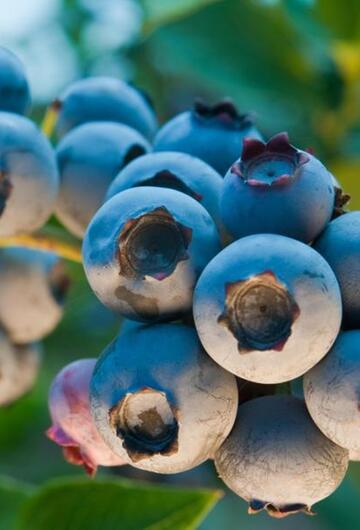 Blaubeeren