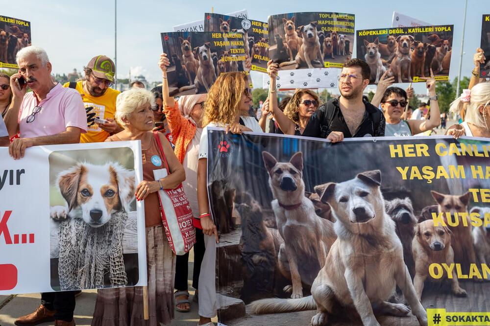 Tierschützer protestierten in Istanbul