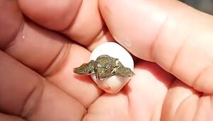 Zarter Moment: Winzige Meeresschildkröte schlüpft in Handfläche aus dem Ei