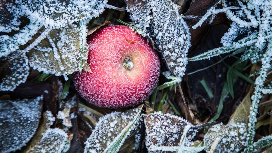 Roter Apfel mit Frost