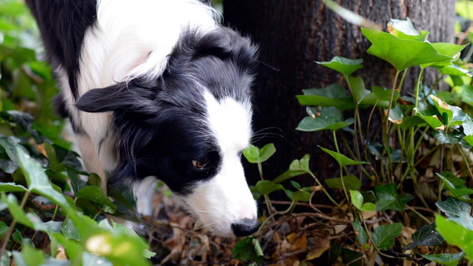 Hund schnüffelt im Gebüsch