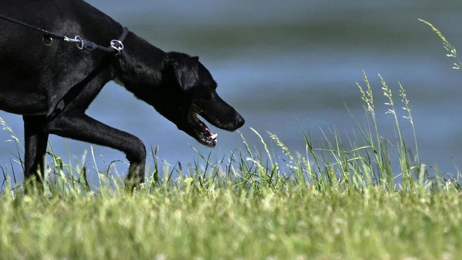 Hunde sind am Pleschinger See im Sommer nicht erlaubt