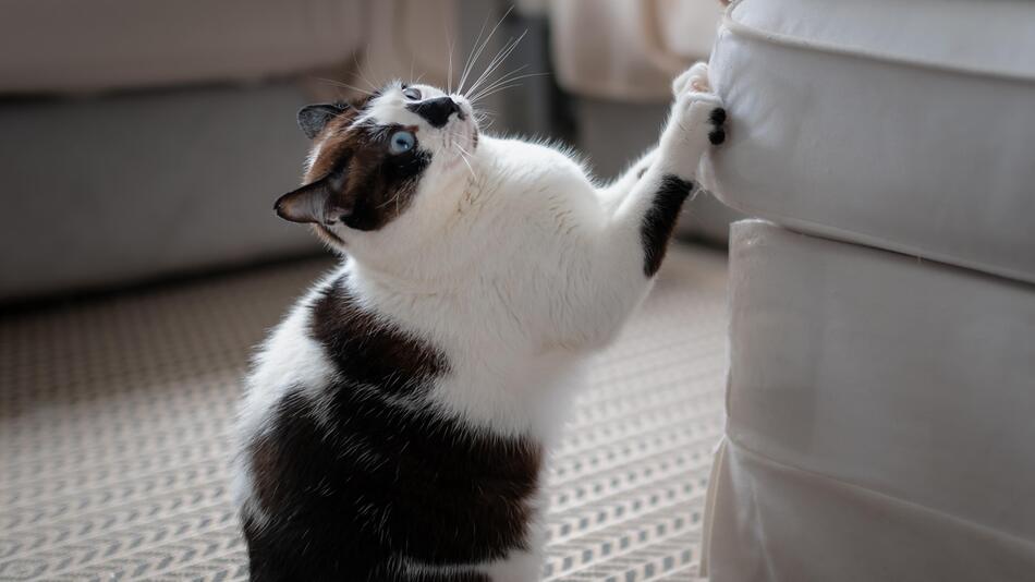 Eine Katze kratzt am Sofa