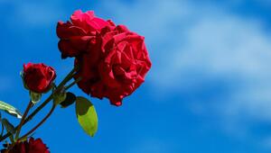 Rosen Duft
