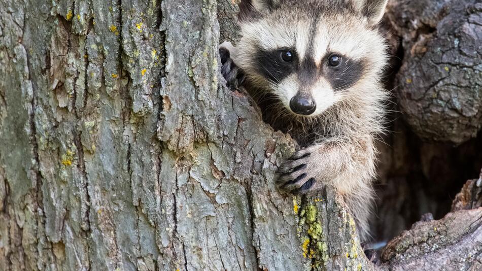 Waschbär, Handy, Smartphone, USA, Florida, Sarasota