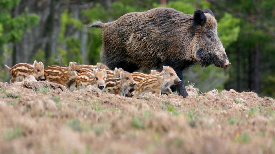 Wildschwein mit Frischlingen