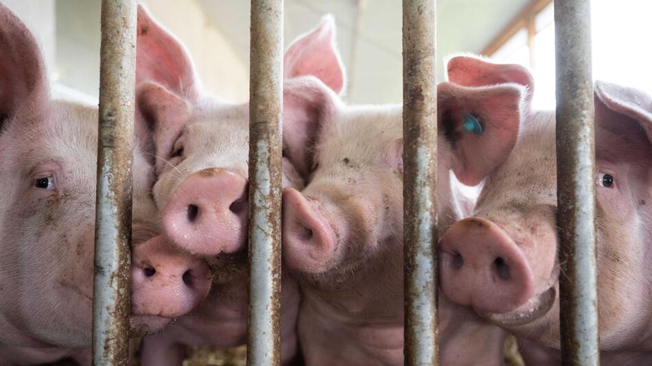 Schweinestall