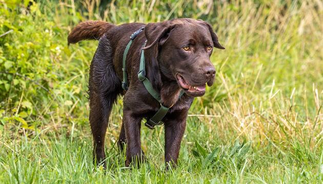 Schokoladenbraune Labrador Retriever leben im Schnitt kürzer als andersfarbige Labradore.