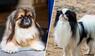 Pekinese und Japan Chin