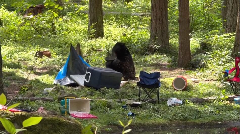 Lehrstunde mit Tatzen – Bär in Washington zerlegt Zelt
