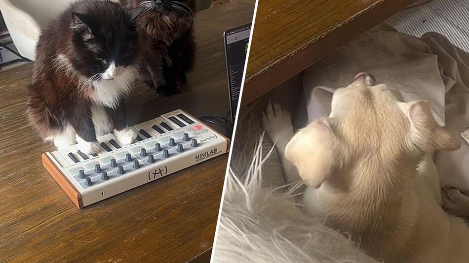 Katze gibt Konzert auf Keyboard – Hund lauscht gebannt