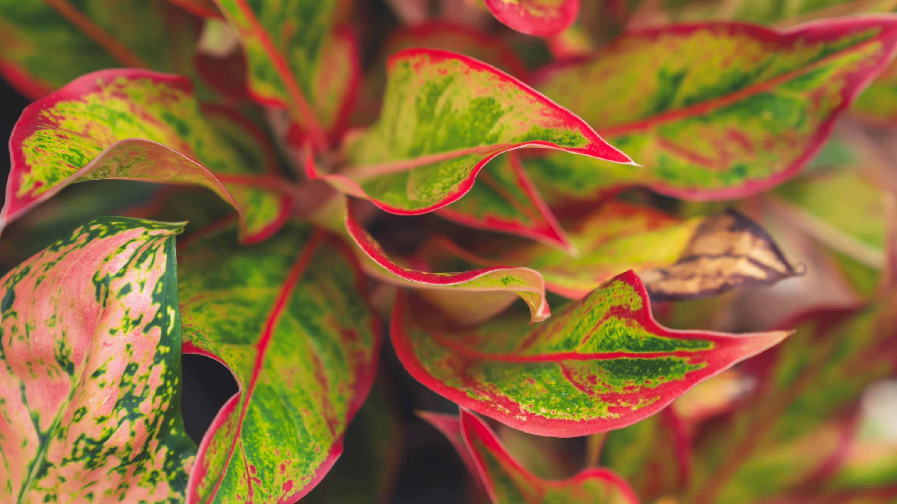 begonien als zimmerpflanze Begonia crackling Rose main image 0