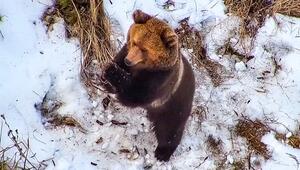 Drohne sucht nach Vermissten – und findet vergnügten Bären