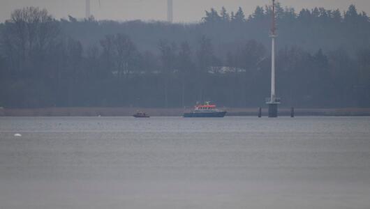 Suche nach Wal geht weiter