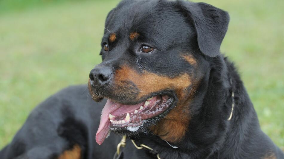 Rottweiler