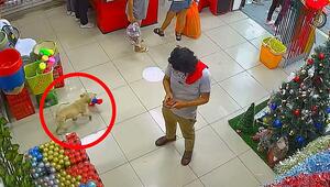 In Laden marschiert: Diebischer Hund hat es auf Spider-Man-Puppe abgesehen