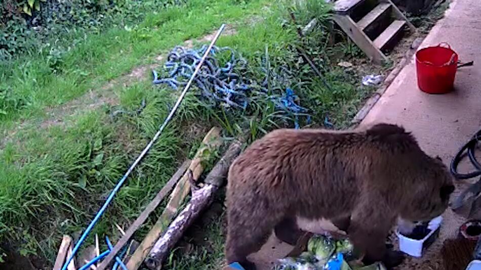 Zwei Braunbären büxen aus ihrem Gehege aus und plündern Honigvorräte