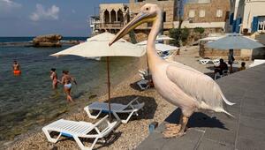 Libanon: Pelikan-Dame "Pelikanchen"