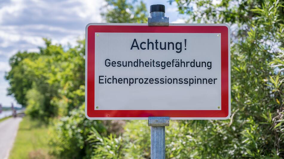 Sie sind wieder aktiv: Nach Kontakt mit gefährlichen Eichenprozessionsspinnern unbedingt ...