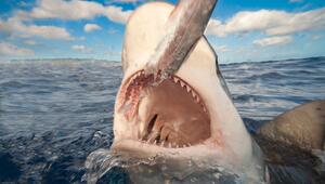 Ein Weißer Hai vor Hawaii.