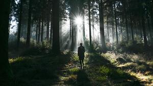 Eine Spaziergängerin ist im Wald  im Taunus