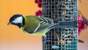 Kohlmeise sitzt an einer Futterstelle