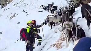 Vom Feuerwehrmann zum Hirten: Tierische Rettungsaktion in 2.500 Metern Höhe