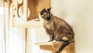 Eine Katze sitzt auf einem Holzbrett an der Wand und schaut die Wand an.