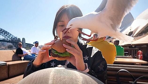 Dreister Raubzug: Möwe hat es auf Burger abgesehen